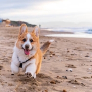 Corgi dog running on beach