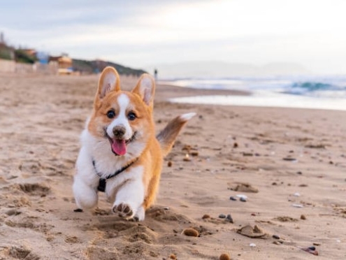 Corgi dog running on beach