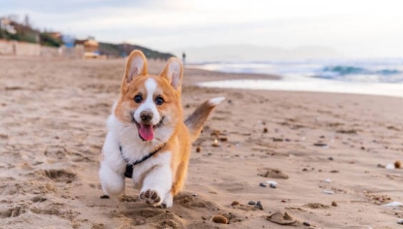 Corgi dog running on beach